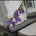 Common Bellflower, Garden Bellflower
