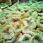 Lobed Cactus Coral