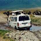 Blue Wildebeest
