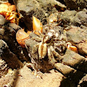 Gray wall jumper