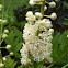 Black Cohosh