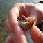 Hermit crab