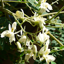flower of drumstick plant