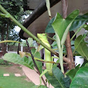 green crested lizard