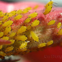 Oleander Aphids