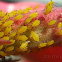 Oleander Aphids