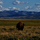 Bison