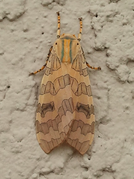 Spotting Image 1