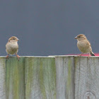 House Sparrow