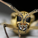 Longhorn beetle