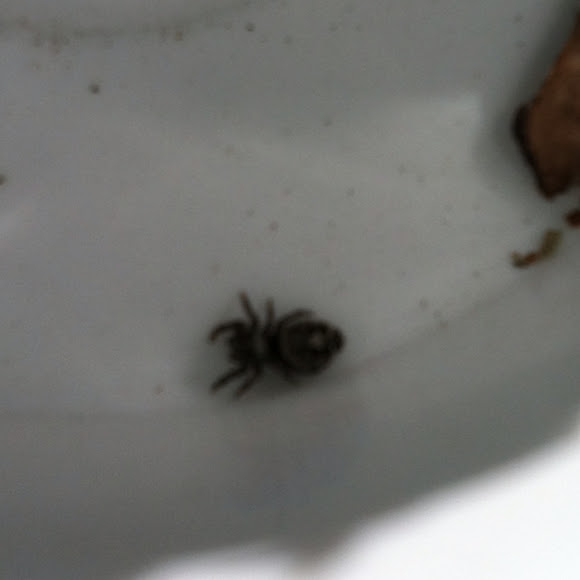 Spotting Image 1
