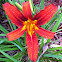 Day Lily