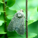 Moth