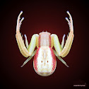 unknown spider