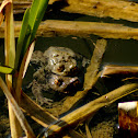 Common Toad
