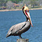 Brown Pelican