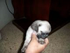 Hermoso Cachorro Pug