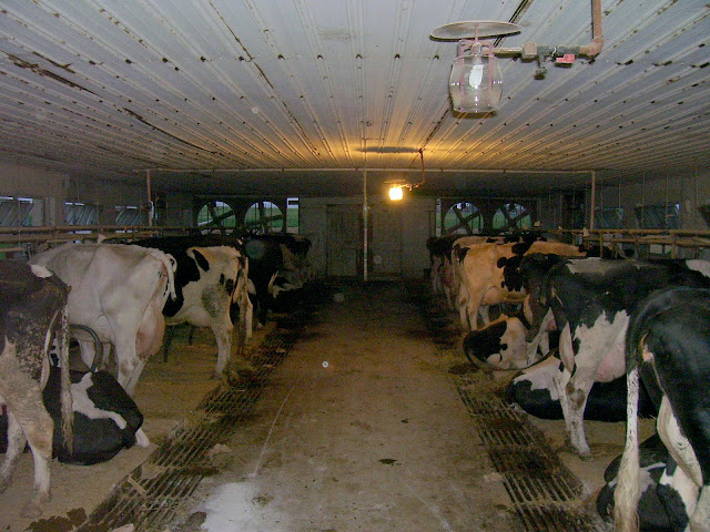 Amish milk barn
