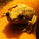 Peron's Tree Frog