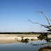 tree_dry_marsh_3355185.jpg