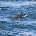Gray Whale