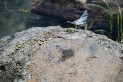laguna_de_apoyo_011.jpg