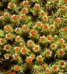 Breutelia affinis