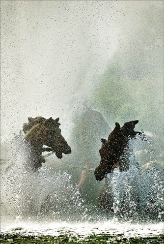 [Horses in the water[3].jpg]