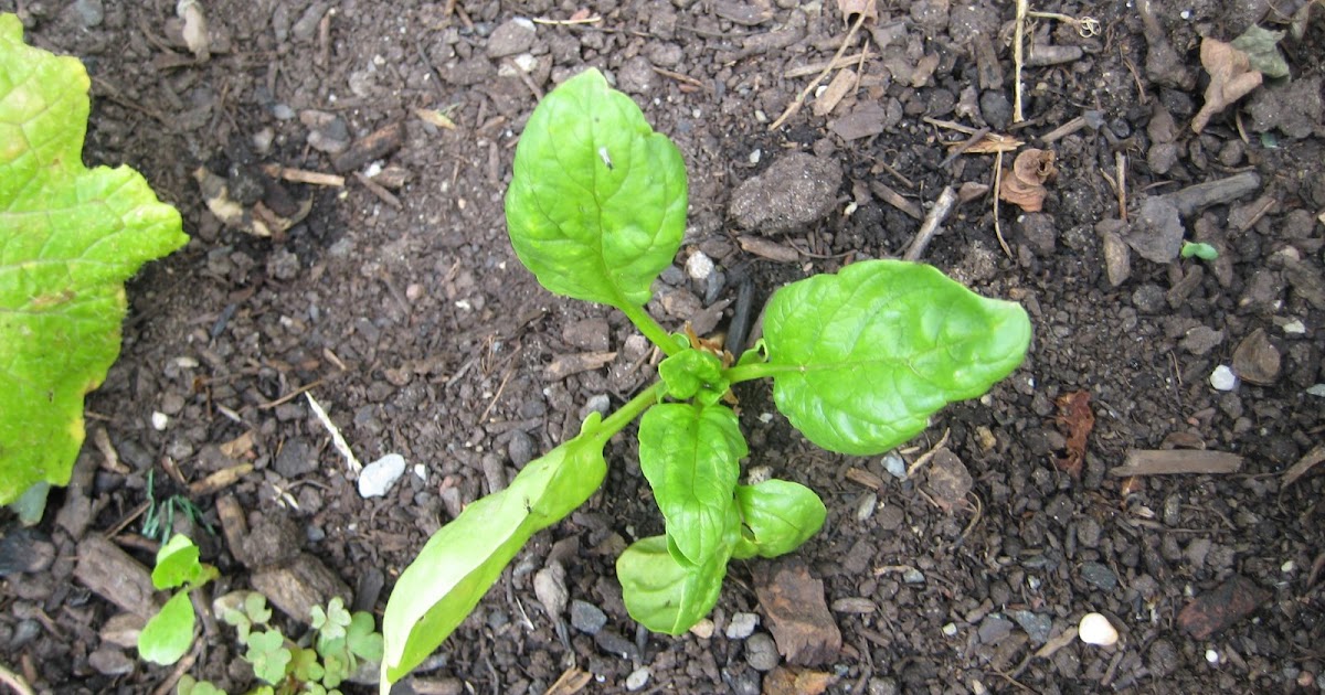 grow peace and dance in the garden Why didn't my spinach grow?