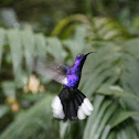 Violet Sabrewing
