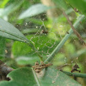 Abandoned web