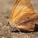 Orange Banner