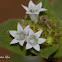 Tropical Mexican Clover