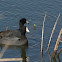 American Coot