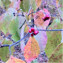 Flowering dogwood. 