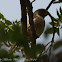 Red-headed Finch female