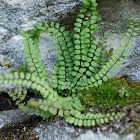 Maidenhair Ferns