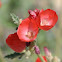 Globe Mallow