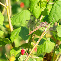 Roseate Skimmer (female)