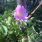 Prickly rose