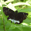 Snow Flat Skipper