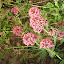 Pink Flower