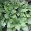 Hosta