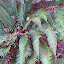 Fern