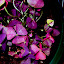 Dchapma's Indoor garden