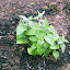 Catnip