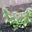 Greek Oregano
