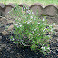 Thyme