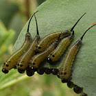 Long tailed sawfly (larvae)