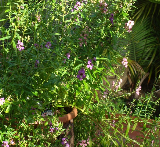 [DSC0278011.jpg]